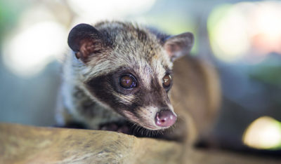 Asian palm civet