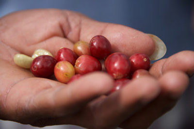 Coffee cherries from the Blue Mountains of Jamaica are exceptional in size.